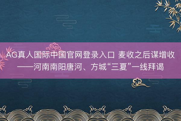 AG真人国际中国官网登录入口 麦收之后谋增收——河南南阳唐河、方城“三夏”一线拜谒